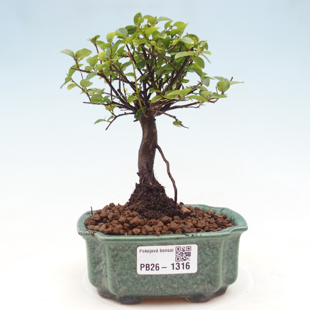 Bonsaï de chambre - Sageretia thea - Sageretia thea
