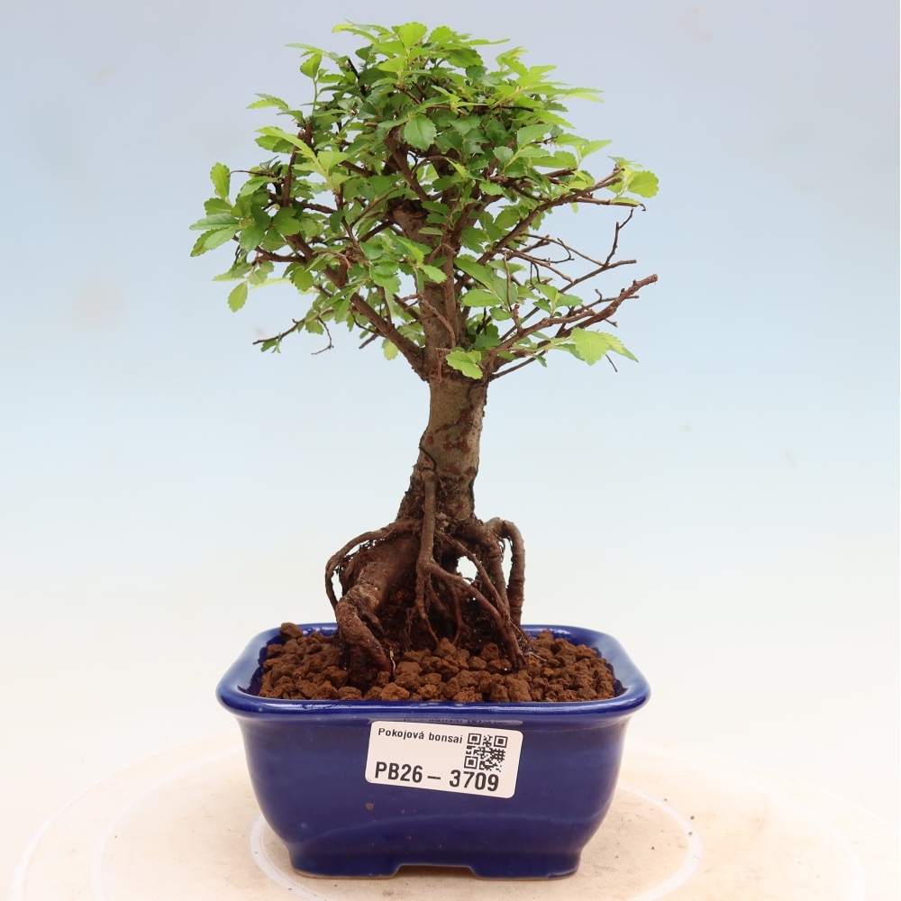 Bonsaï de chambre - Ulmus parvifolia - Orme à petites feuilles