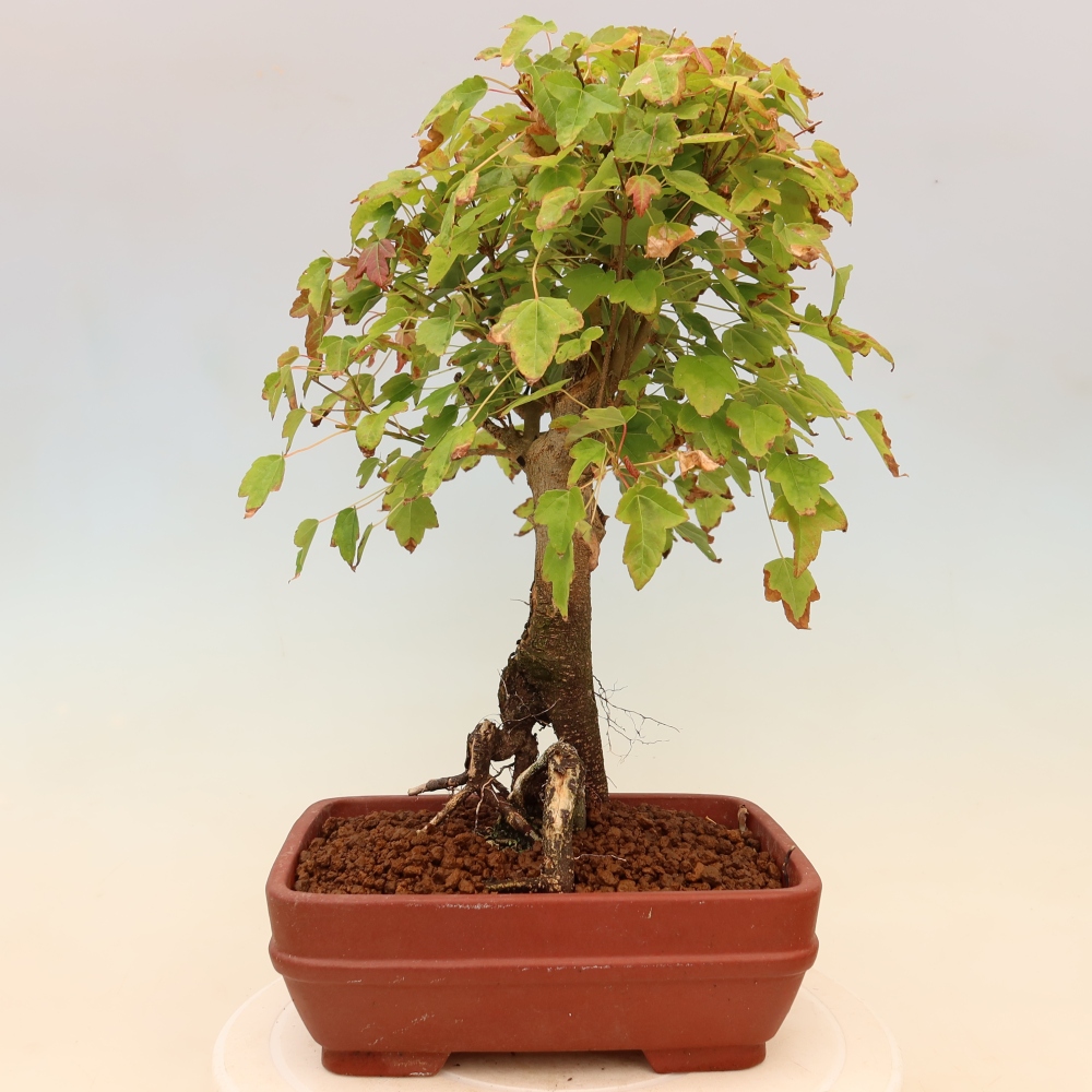 Bonsaï d'extérieur - Maple Burger - Acer Burgerianum