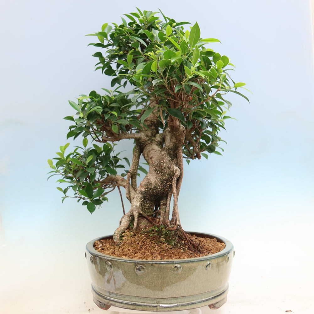 Salle bonsaï - Ficus kimmen - ficus à petites feuilles
