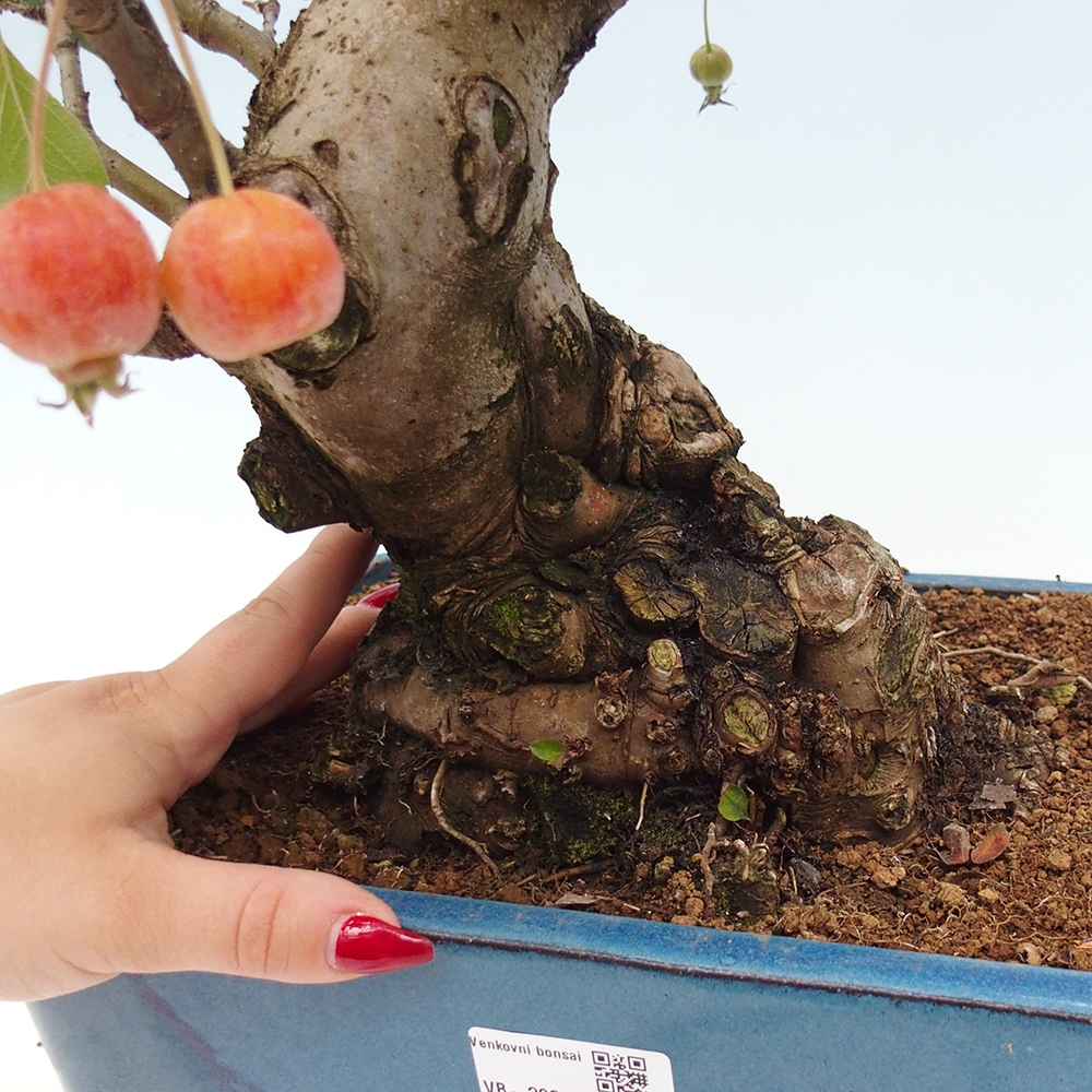 Bonsaï d'extérieur -Malus halliana - Pommier à petits fruits