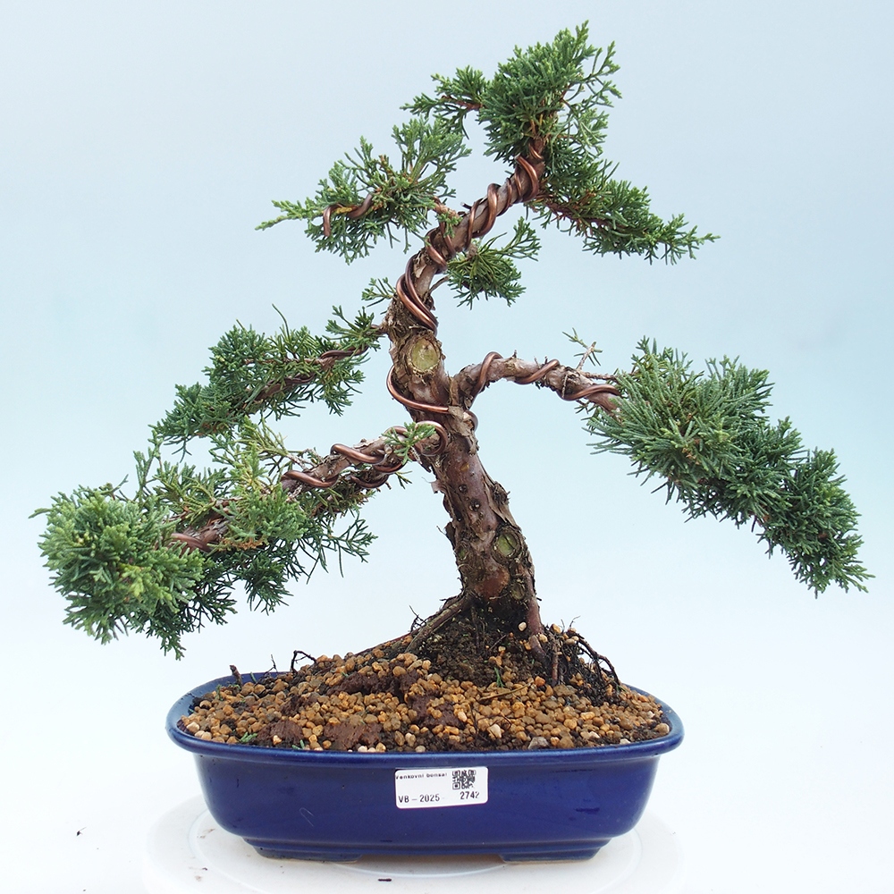 Bonsaï d'extérieur - Juniperus chinensis Kishu
