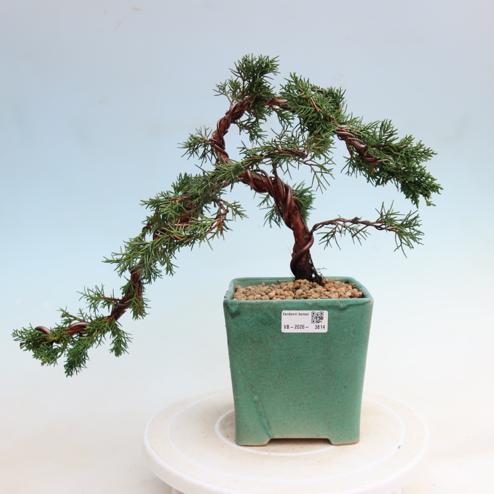 Bonsaï d'extérieur - Juniperus chinensis Kishu
