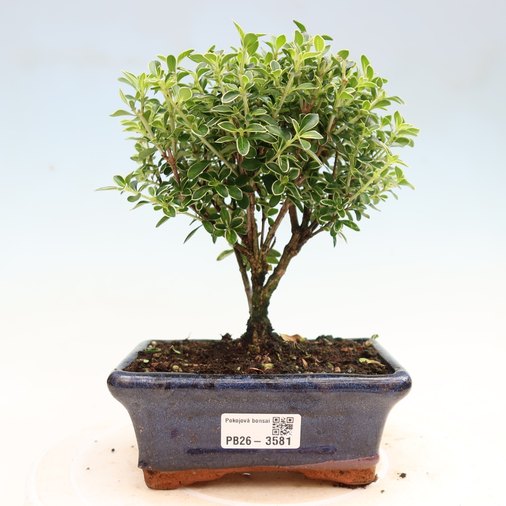 Salle bonsaï - Serissa foetida Variegata - Arbre aux mille étoiles