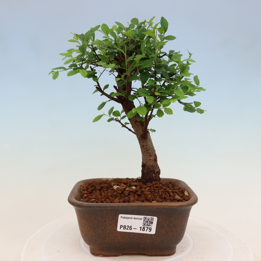 Bonsaï de chambre - Ulmus parvifolia - Orme à petites feuilles