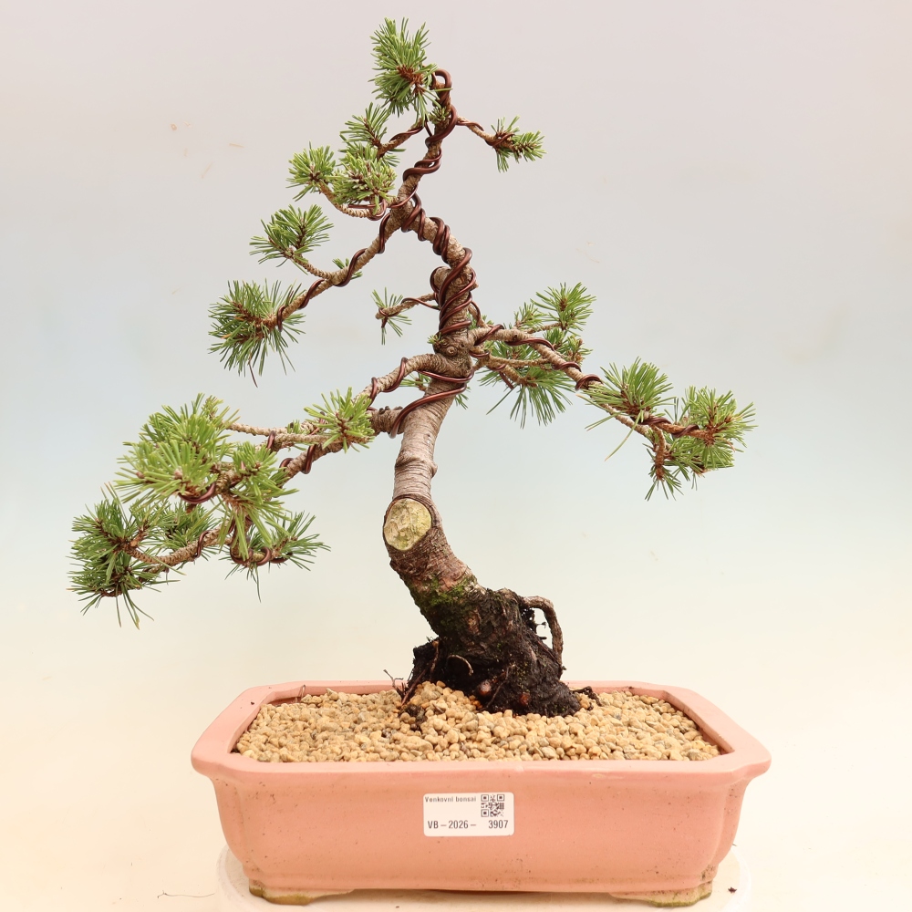 Bonsaï d'extérieur - Pinus mugo Humpy  - Pin nain