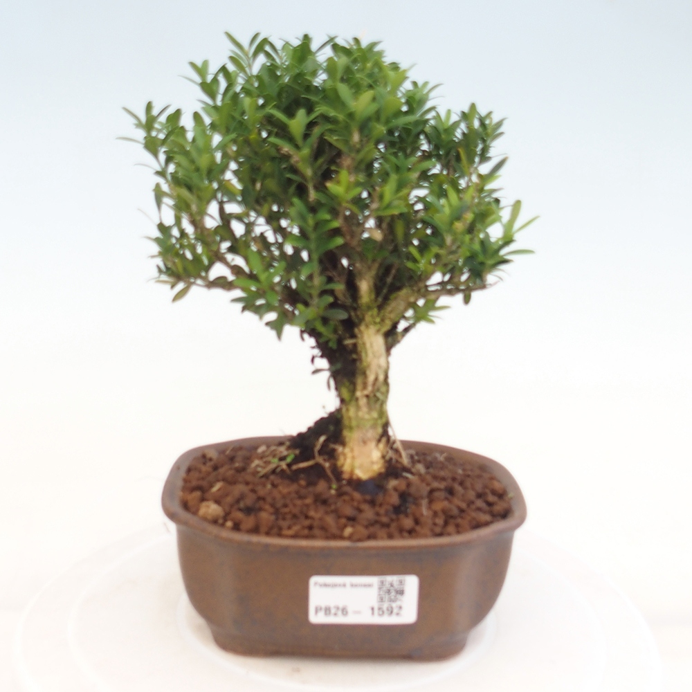 Bonsaï de chambre - Buxus harlandii - buxus liège