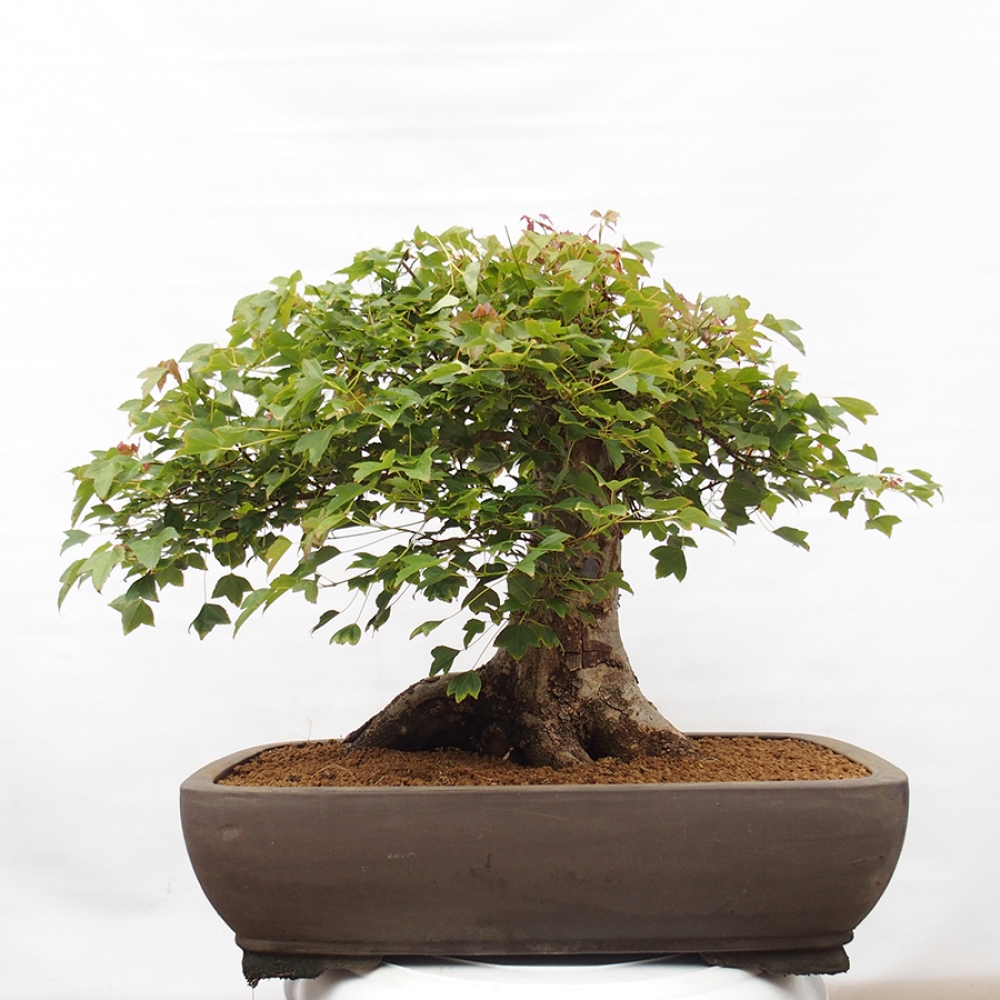 Bonsaï d'extérieur - Acer Buergerianum - Burger Maple