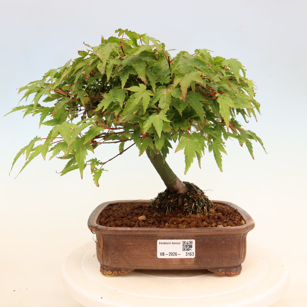 Acer palmatum KIOHIME - Érable palmé