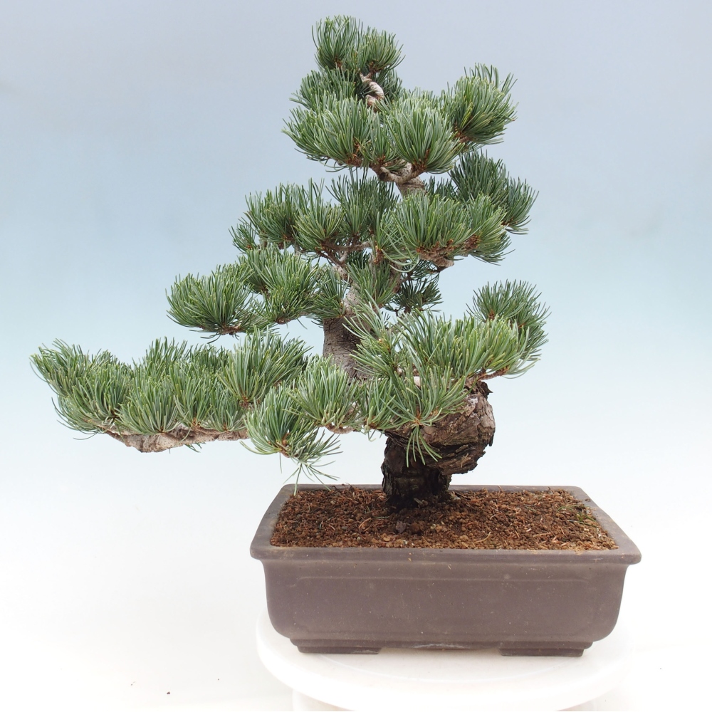 Bonsaï d'extérieur - Pinus parviflora - Pinus parviflora