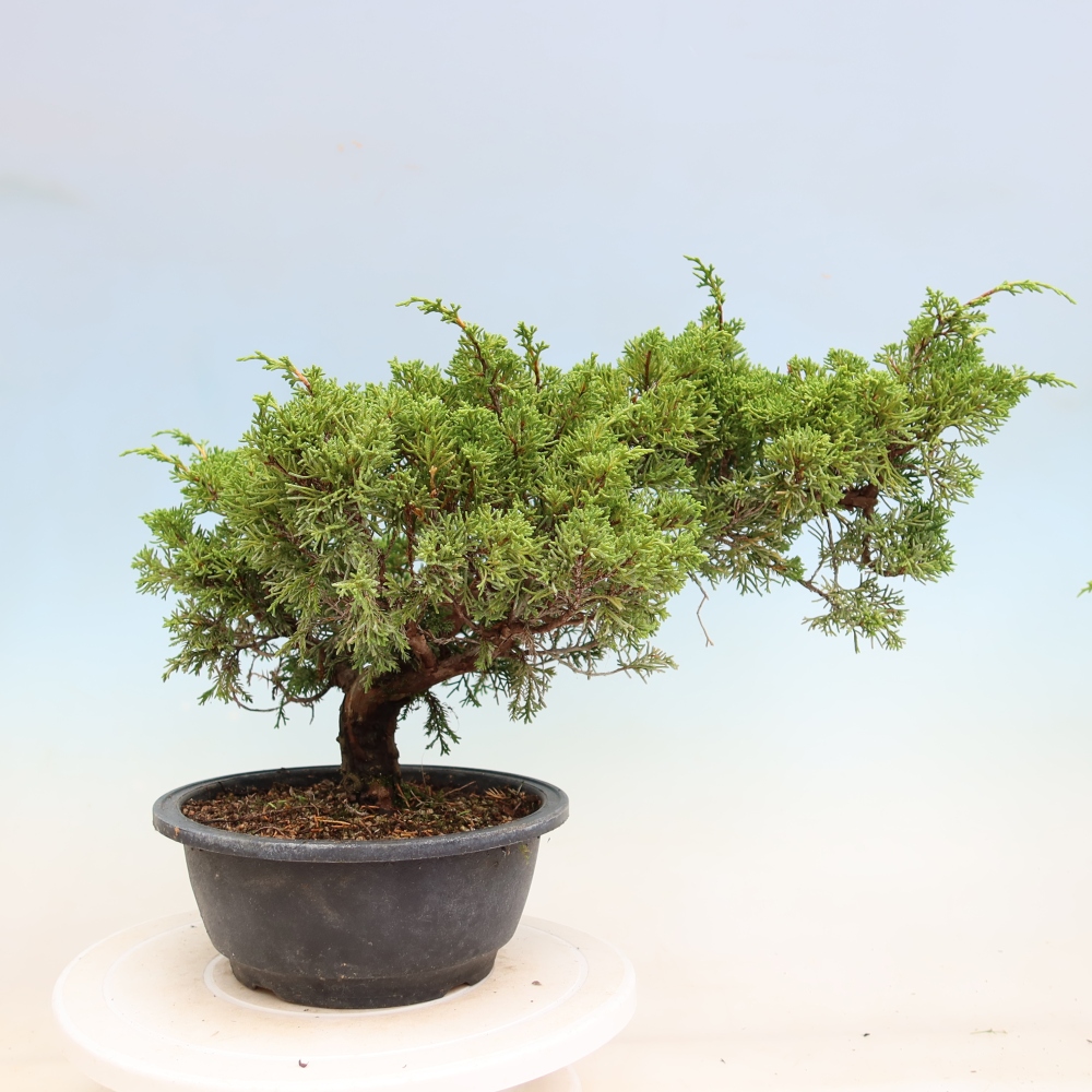Bonsaï d'extérieur - Juniperus chinensis Itoigawa-Juniperus chinensis