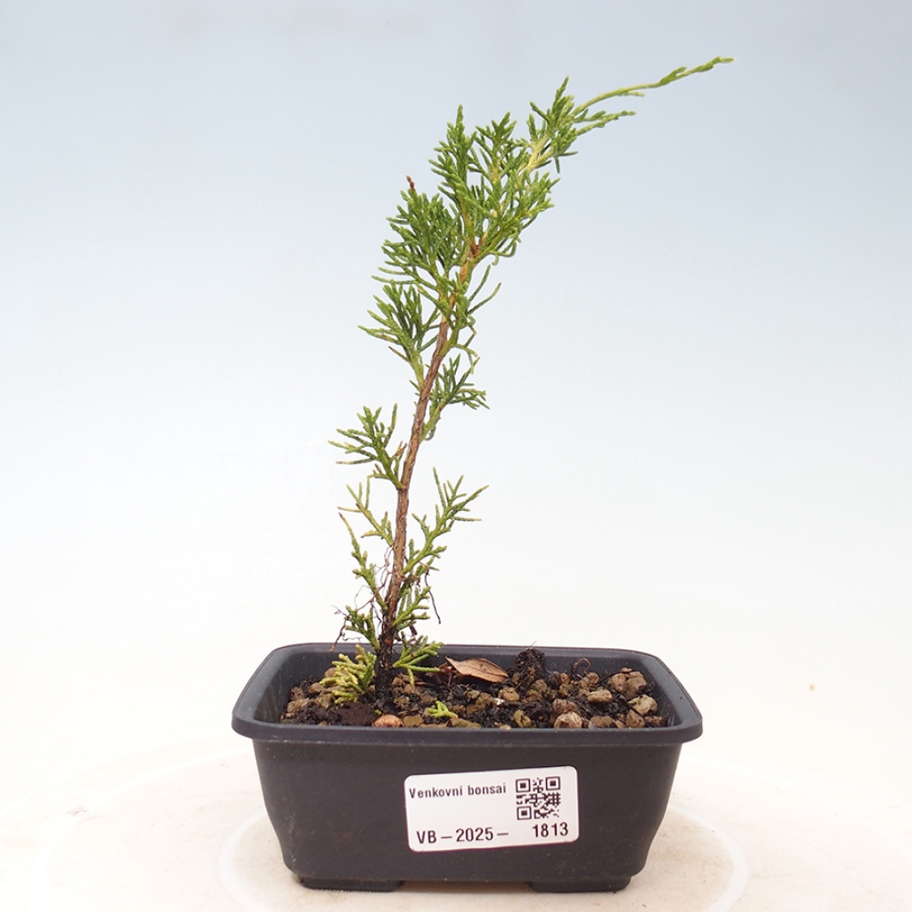 Bonsaï d'extérieur - Juniperus chinensis Itoigawa