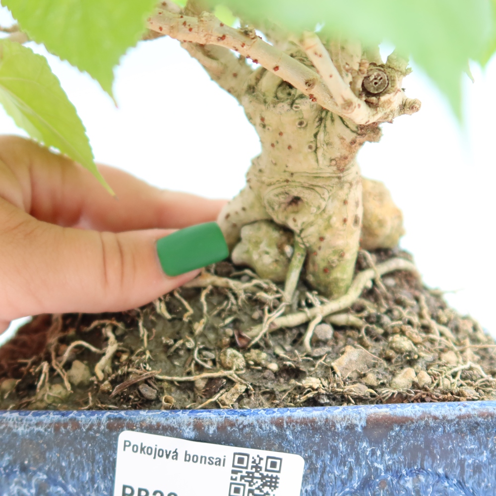 Bonsaï d'intérieur - Hibiscus tiliaceus - Hibiscus de mer