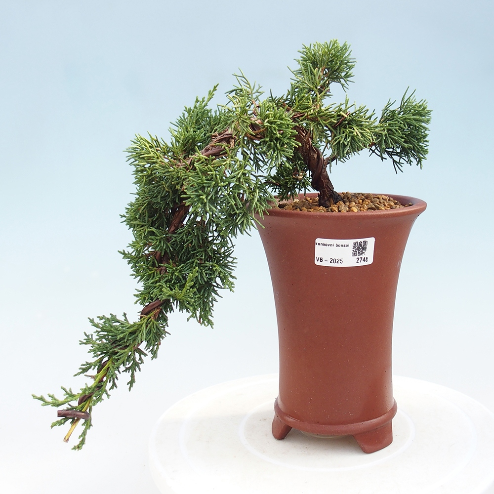 Bonsaï d'extérieur - Juniperus chinensis Kishu