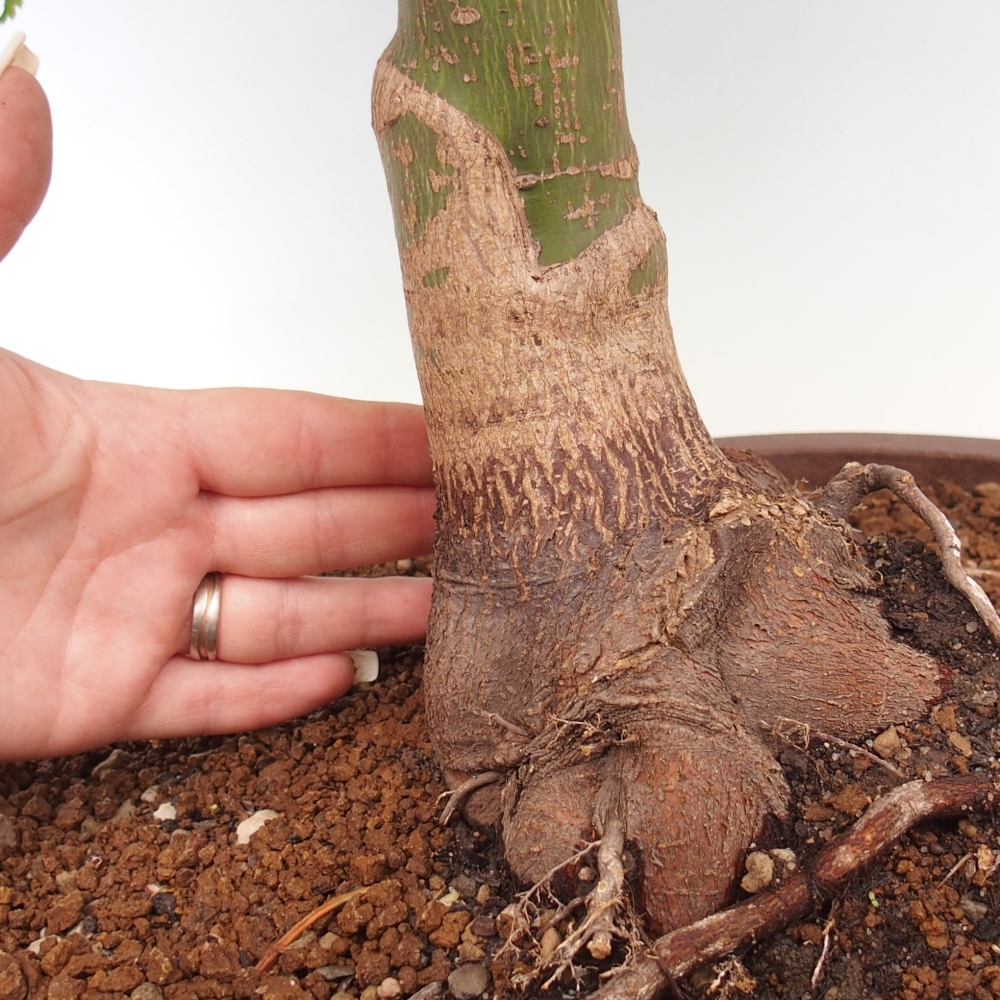 Bonsaï d'extérieur -Javor palm Acer palmatum Shishigashira