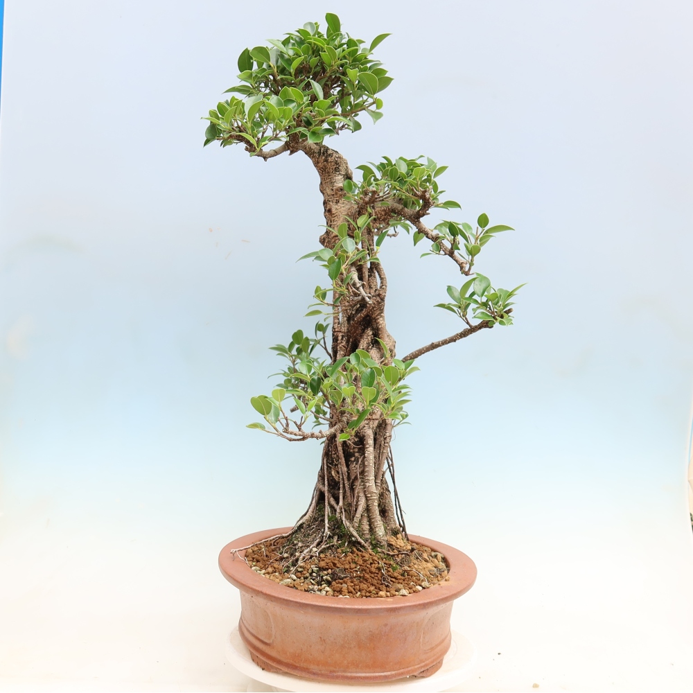 Salle bonsaï - Ficus kimmen - ficus à petites feuilles