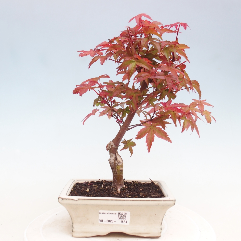 Bonsaï d'extérieur - Acer palmatum DESHOJO