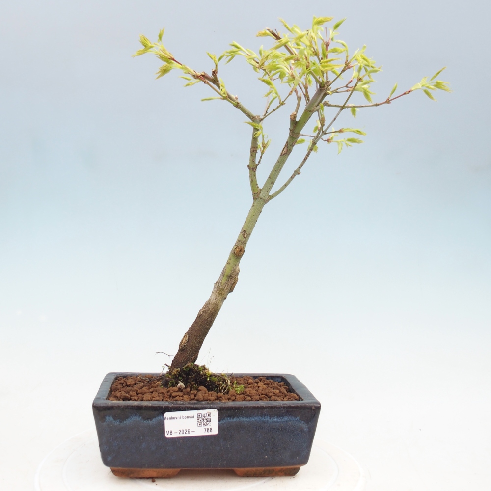 Acer palmatum Aureum - Érable doré