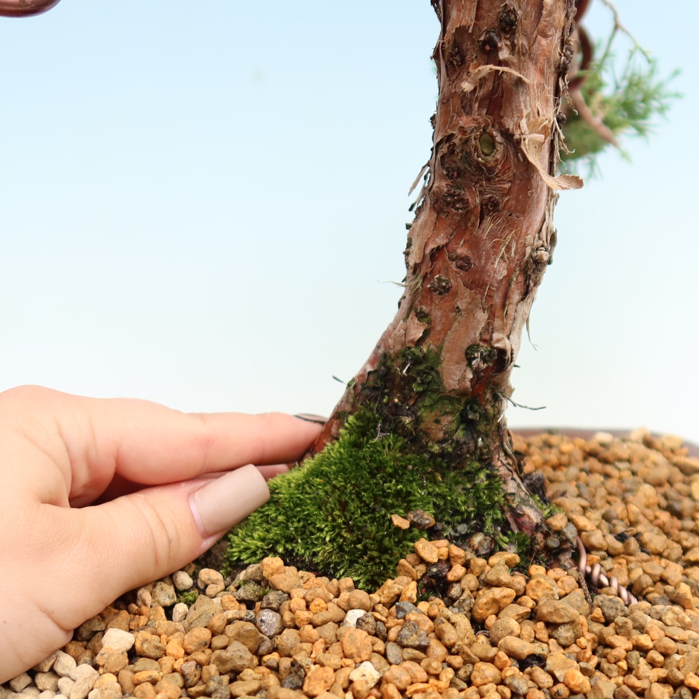 Bonsaï d'extérieur - Juniperus chinensis Kishu
