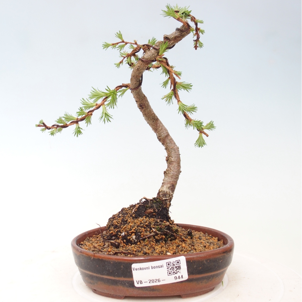 Bonsaï d'extérieur - Larix Kaempferi - Mélèze du Japon