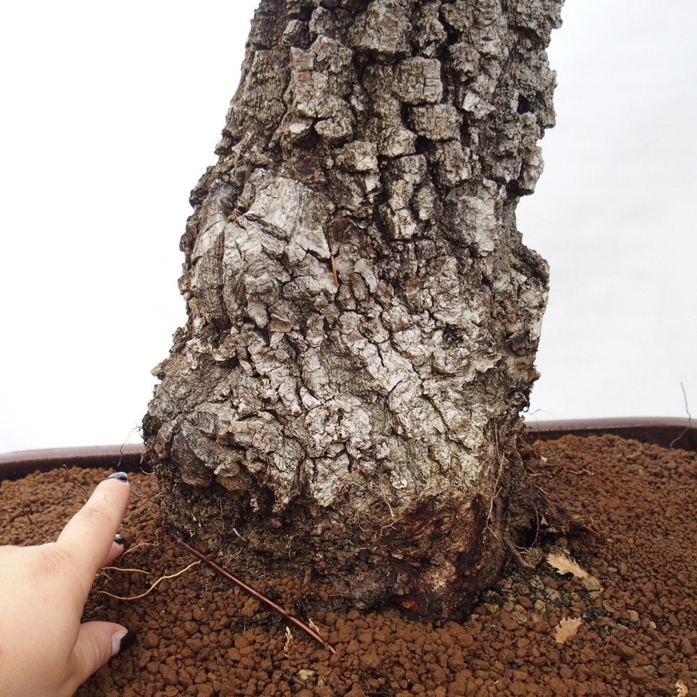 Yamadori - Quercus Ilex - Chêne vert