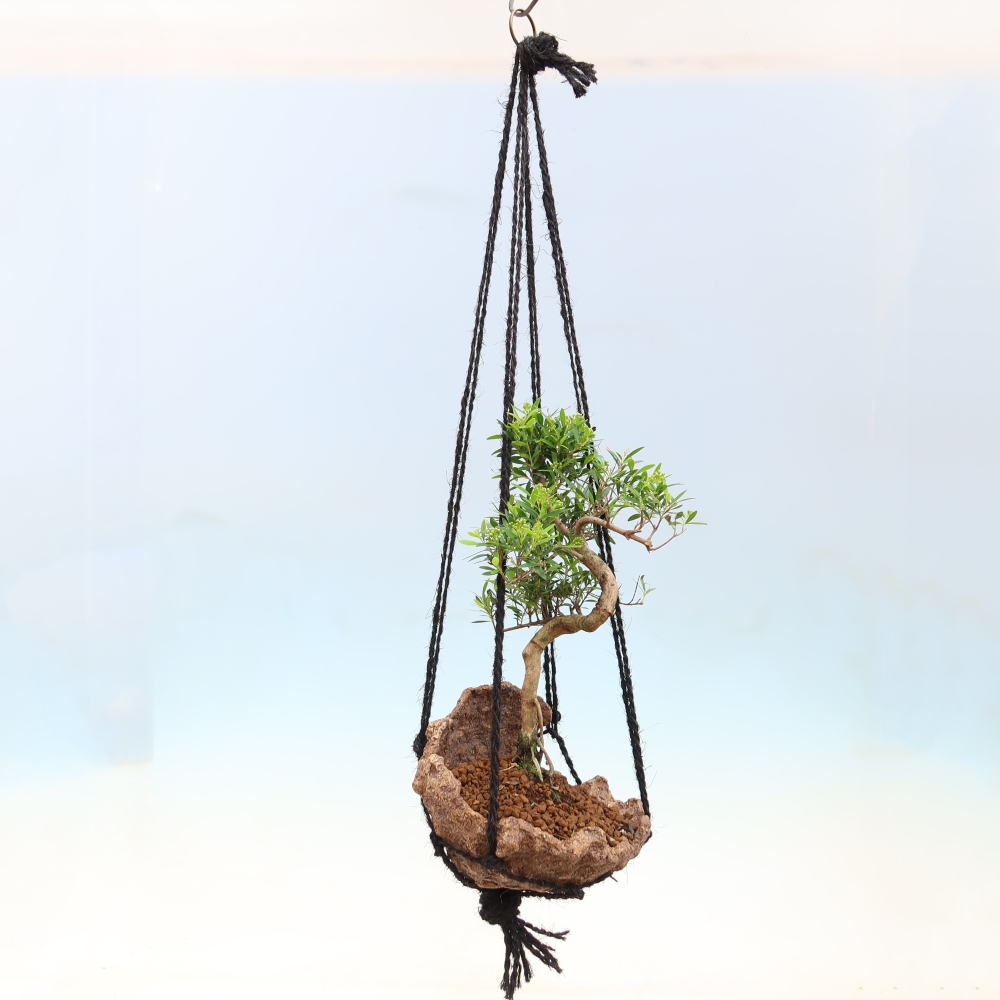 Kokedama en céramique -Syzygium - arbre à piment