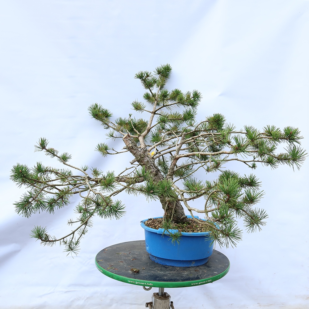Pinus sylvestris Espagne - pin sylvestre