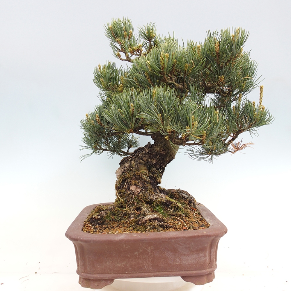 Bonsaï d'extérieur - Pinus parviflora - Pinus parviflora