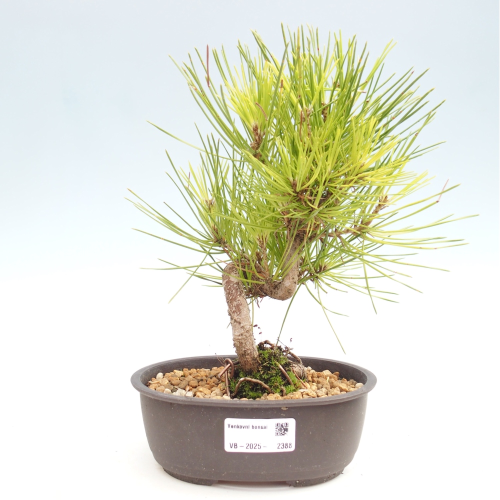 Bonsaï d'extérieur - Pinus thunbergii - Pin de Thunberg
