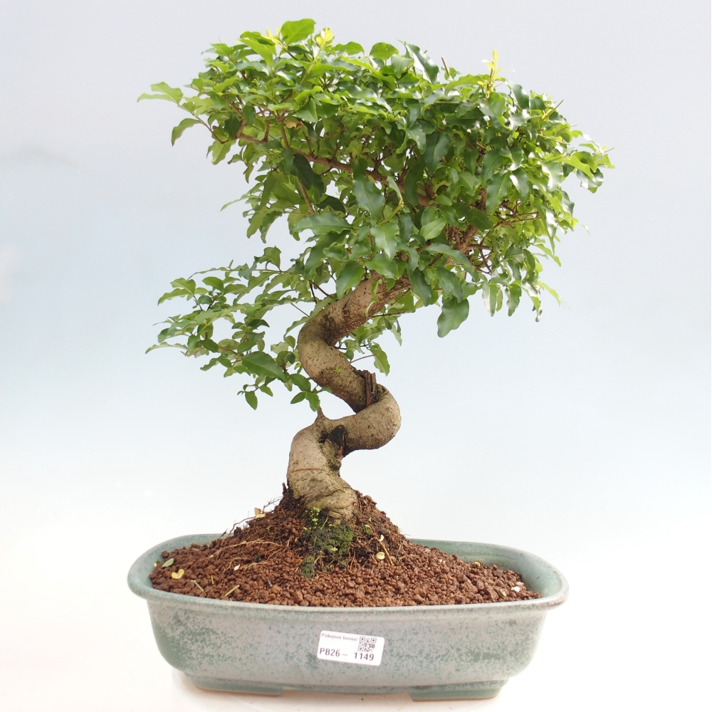 Bonsaï de chambre -Ligustrum chinensis - Bec d'oiseau