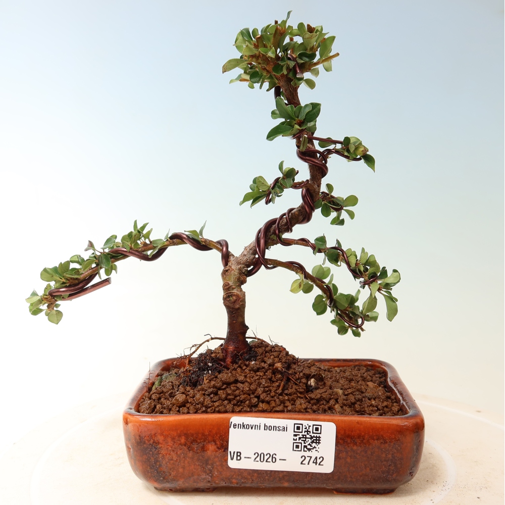 Bonsaï d'extérieur - Cotoneaster horizontalis - Rocky Mountain