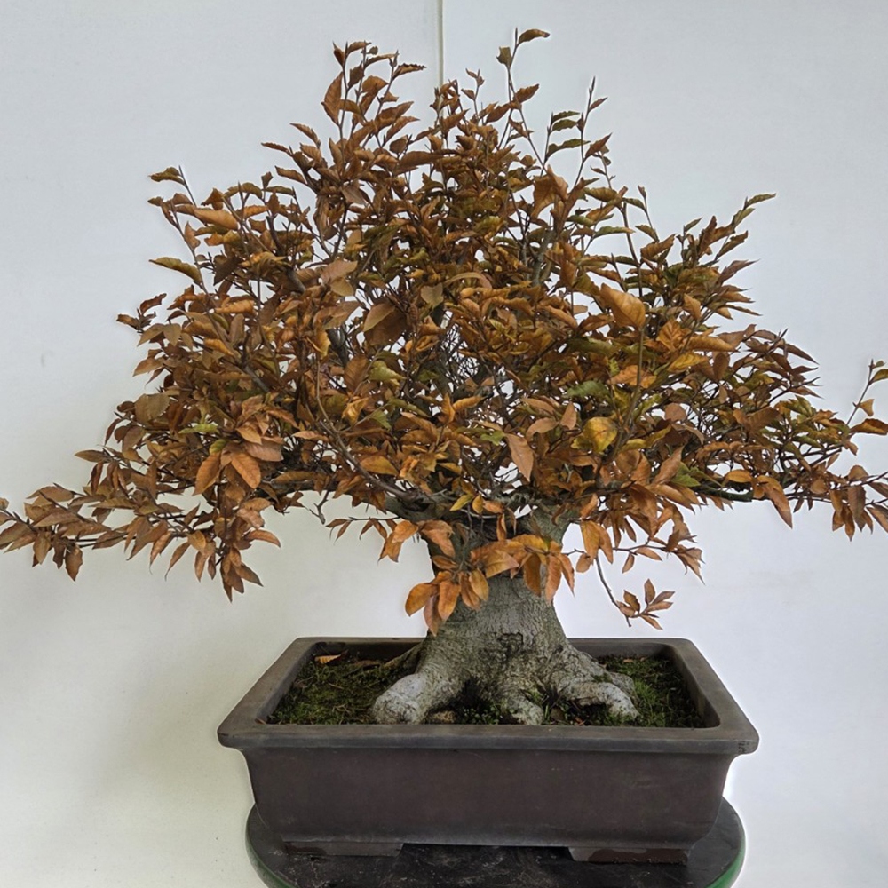 Bonsaï d'extérieur - Fagus crenata
