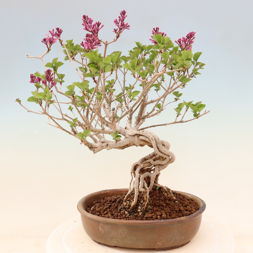 Bonsaï d'extérieur - Syringa microphylla - lilas à petites fleurs