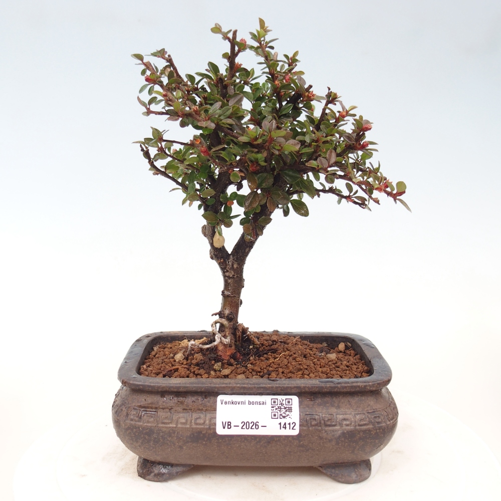 Bonsaï d'extérieur - Cotoneaster horizontalis - Rocky Mountain