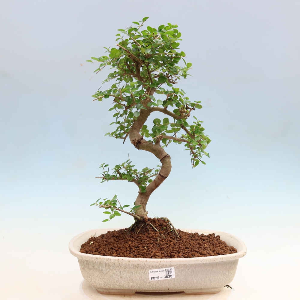 Bonsaï de chambre -Ligustrum retusa - bec d'oiseau à petites feuilles