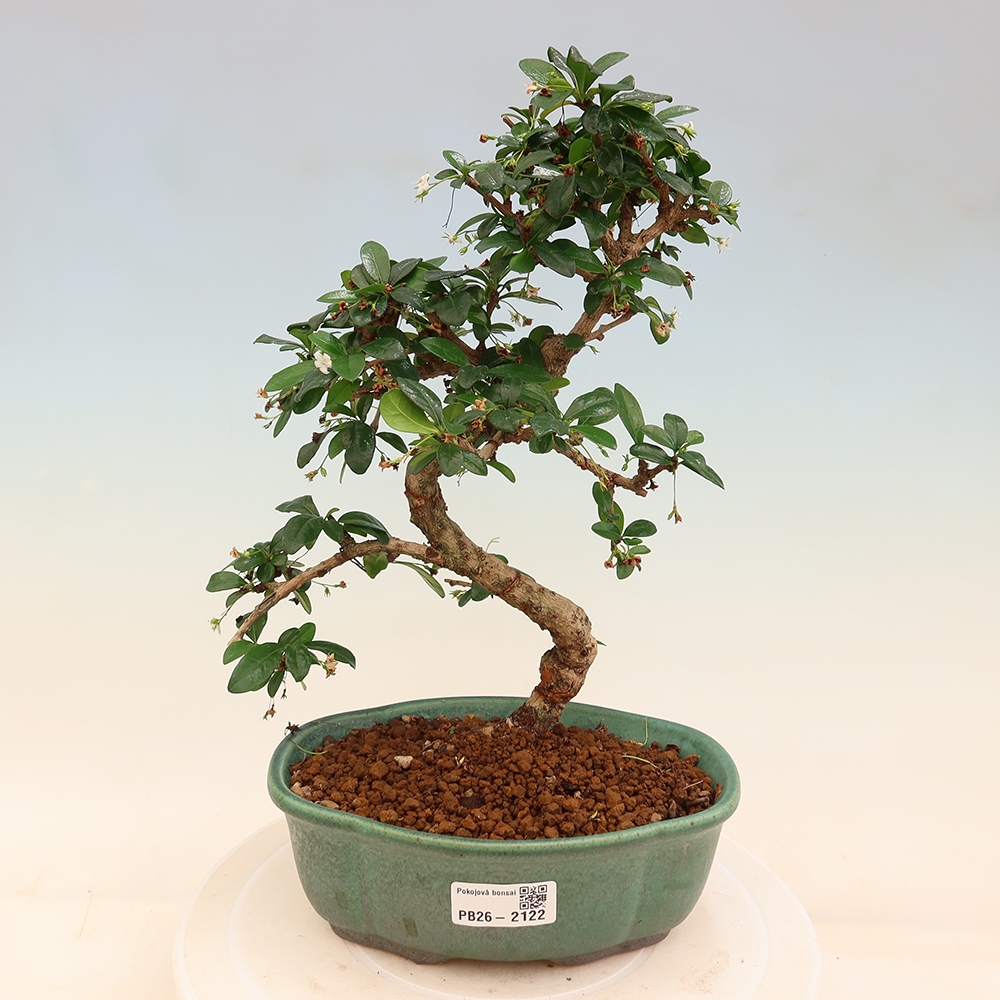 Bonsaï de chambre - Carmona macrophylla - Tea fuki