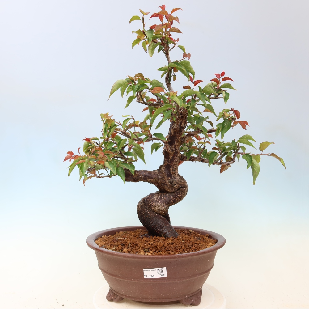 Bonsaï d'extérieur - Abricotier japonais - Prunus Mume