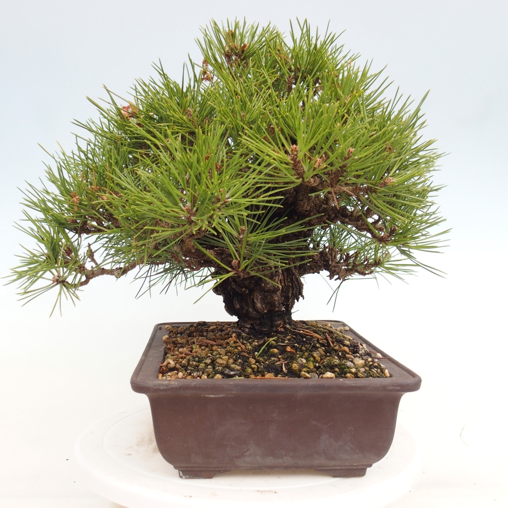 Bonsaï d'extérieur - Pinus thunbergii - Pin de Thunberg