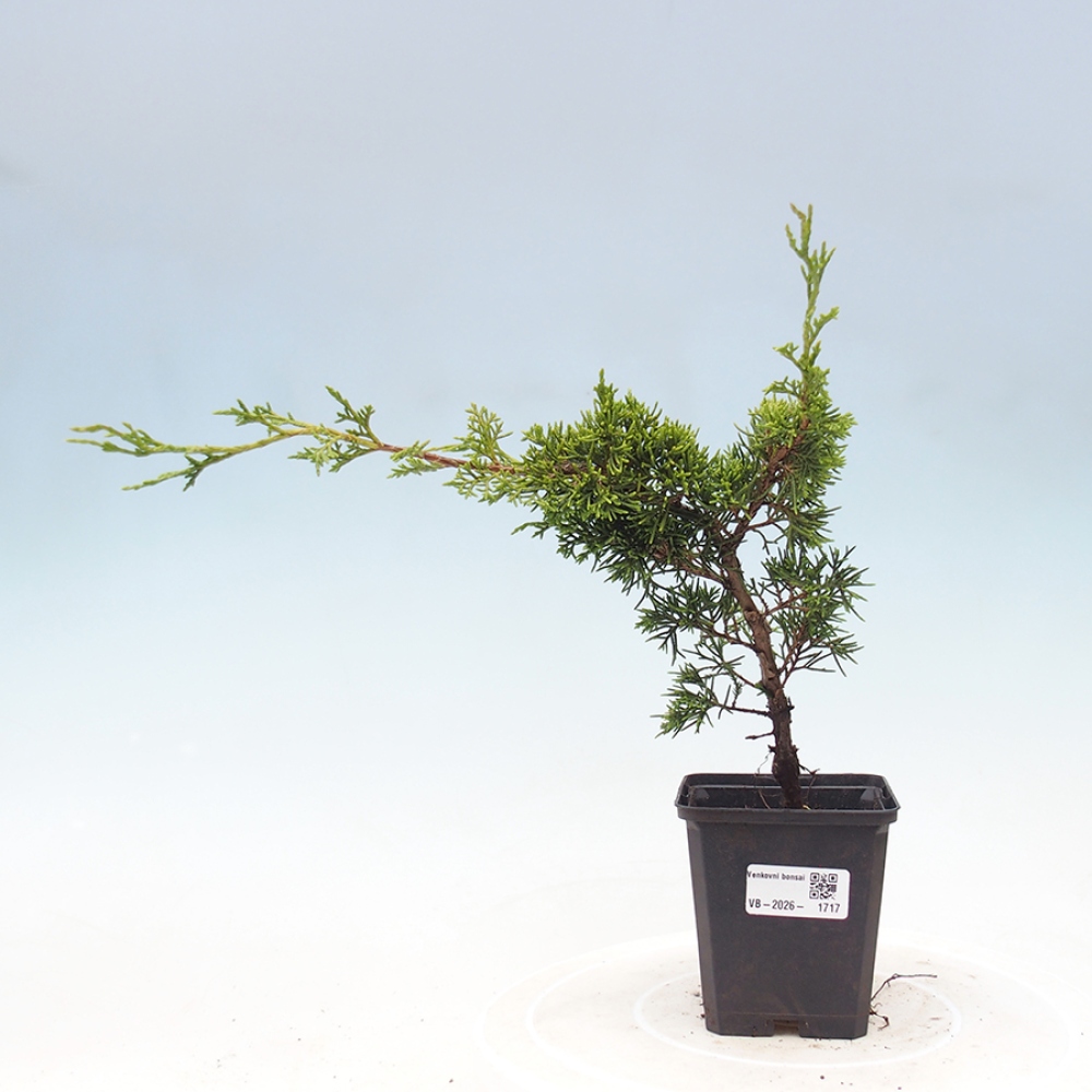 Bonsaï d'extérieur - Juniperus chinensis Itoigawa