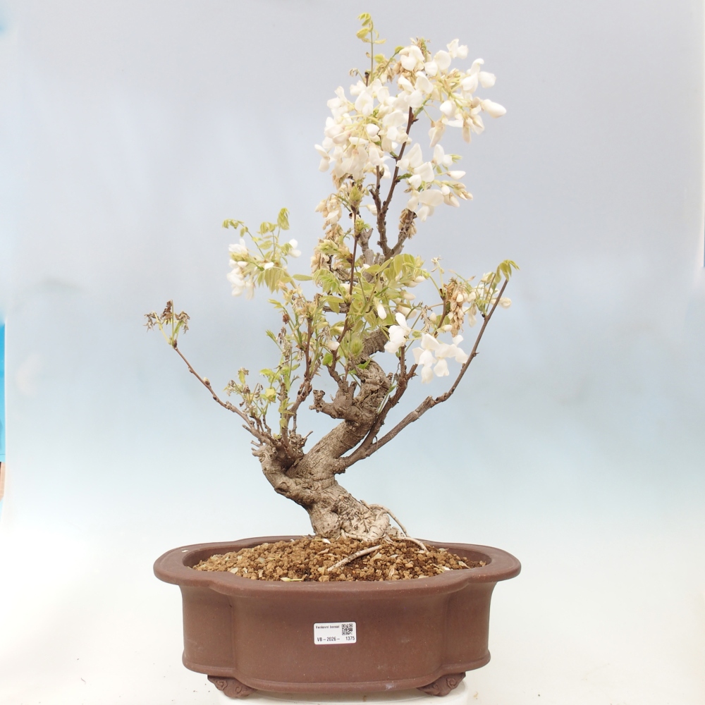 Bonsaï d'extérieur - Vistaria - Wisteria