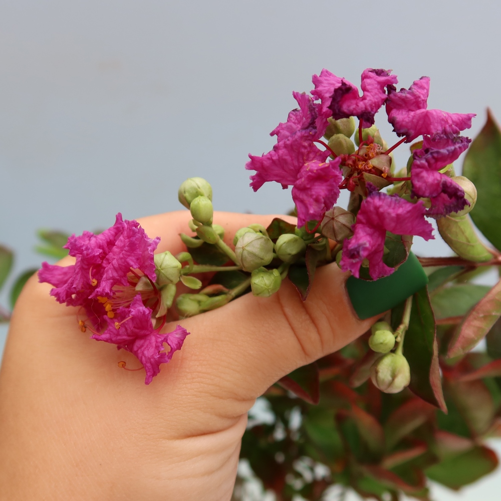 Bonsaï d'intérieur - Lagerstroemia indica - lilas indien