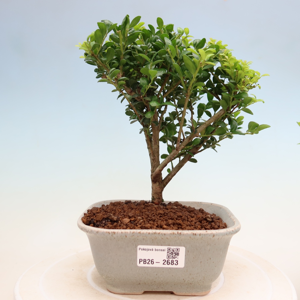 Bonsaï de chambre - Ilex crenata - Houx