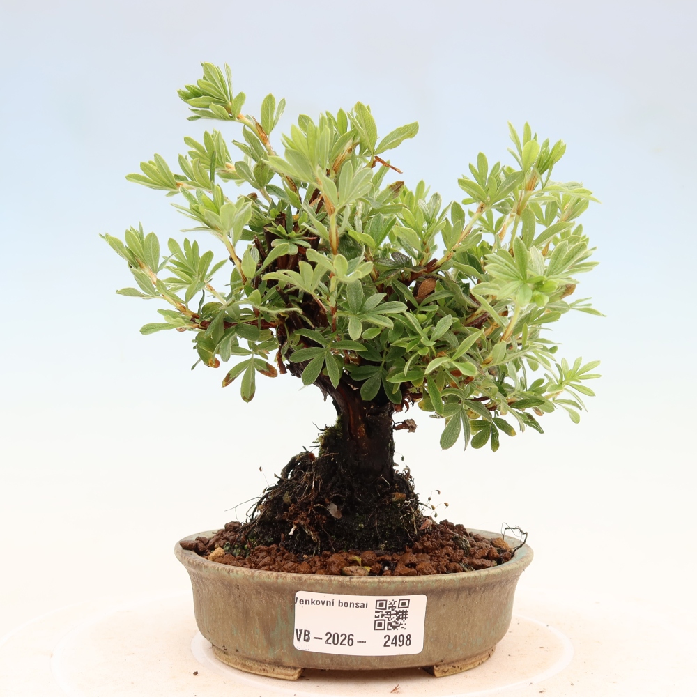 Bonsaï d'extérieur - Potentila fruticosa