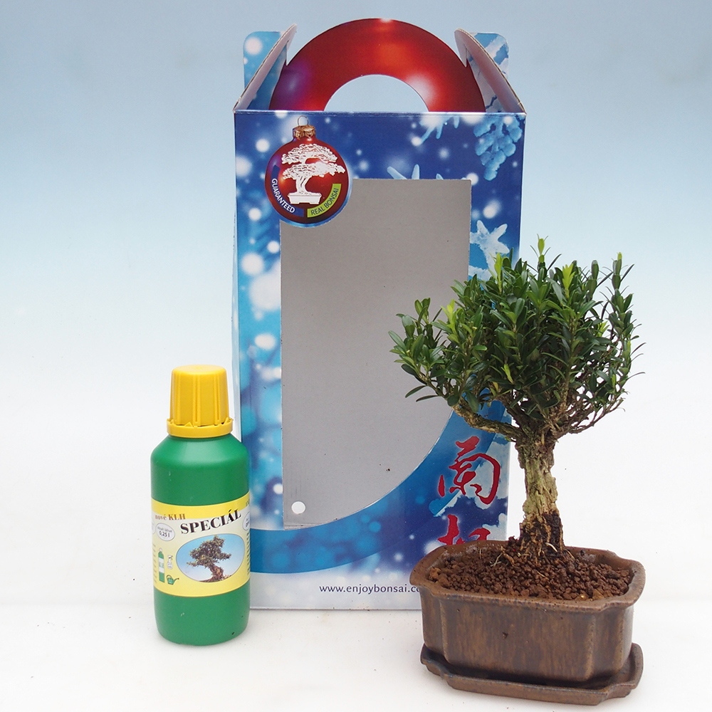 Bonsaï de chambre en boîte cadeau Buxus harlandii - buxus liège