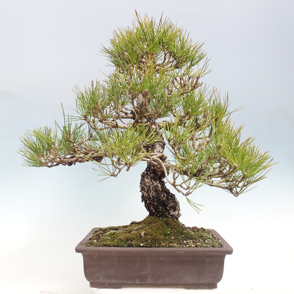 Bonsaï d'extérieur - Pinus thunbergii - Pin de Thunberg