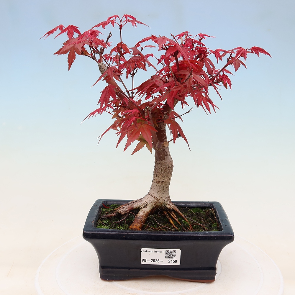 Bonsaï d'extérieur - Acer palmatum DESHOJO