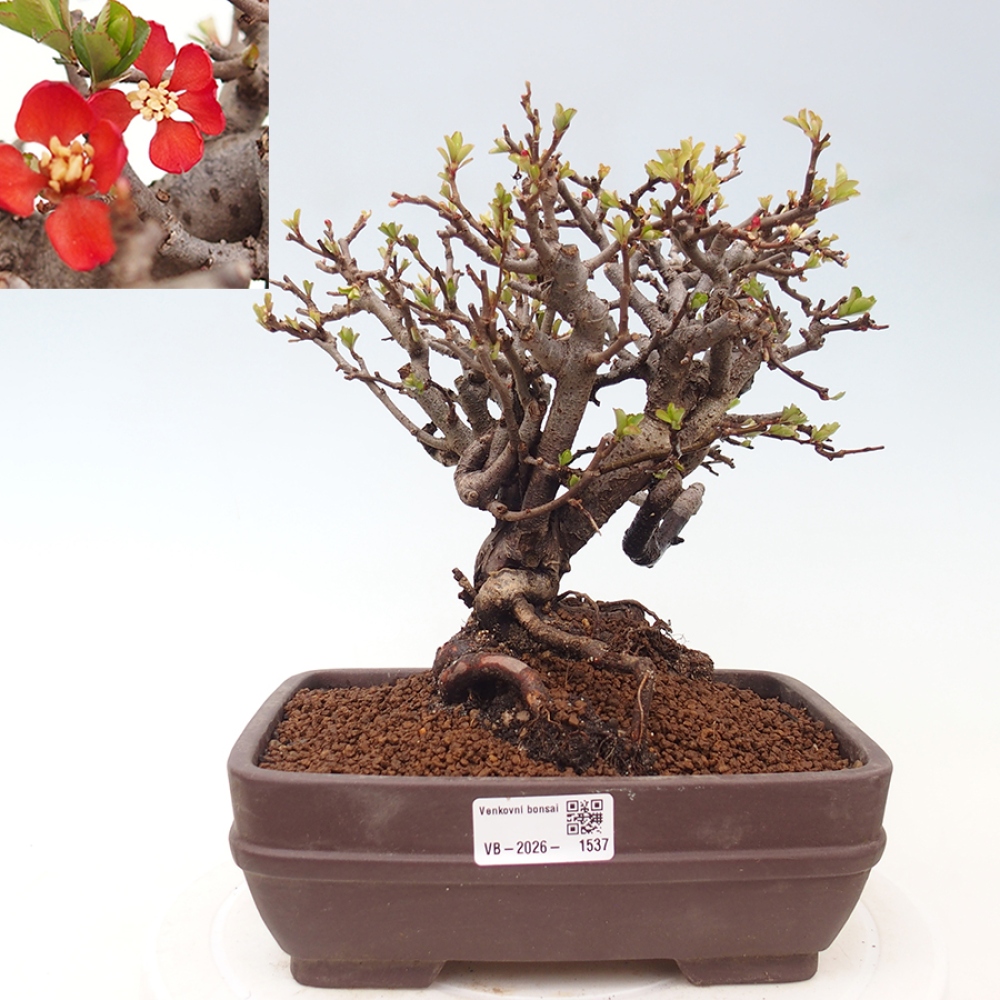 Bonsaï d'extérieur - Chaneomeles speciosa - Coing