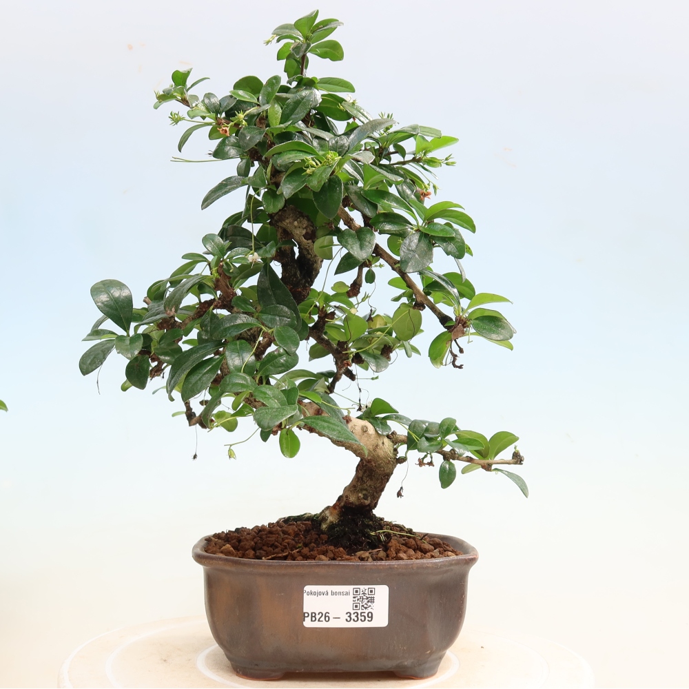 Bonsaï de chambre - Carmona macrophylla - Tea fuki