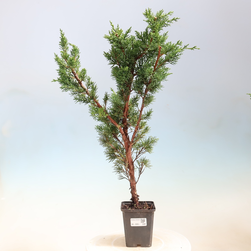 Bonsaï d'extérieur - Juniperus chinensis Kishu