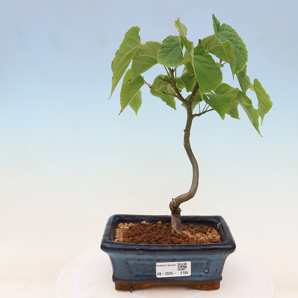 Bonsaï d'extérieur - Tilleul à feuilles cordiformes - Tilia cordata